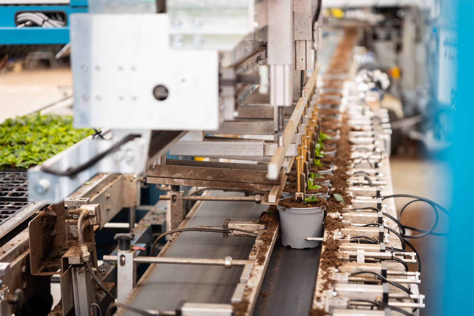 De grijpers van de MidiQuatro-plantmachine plaatsen jonge plantjes in potten.