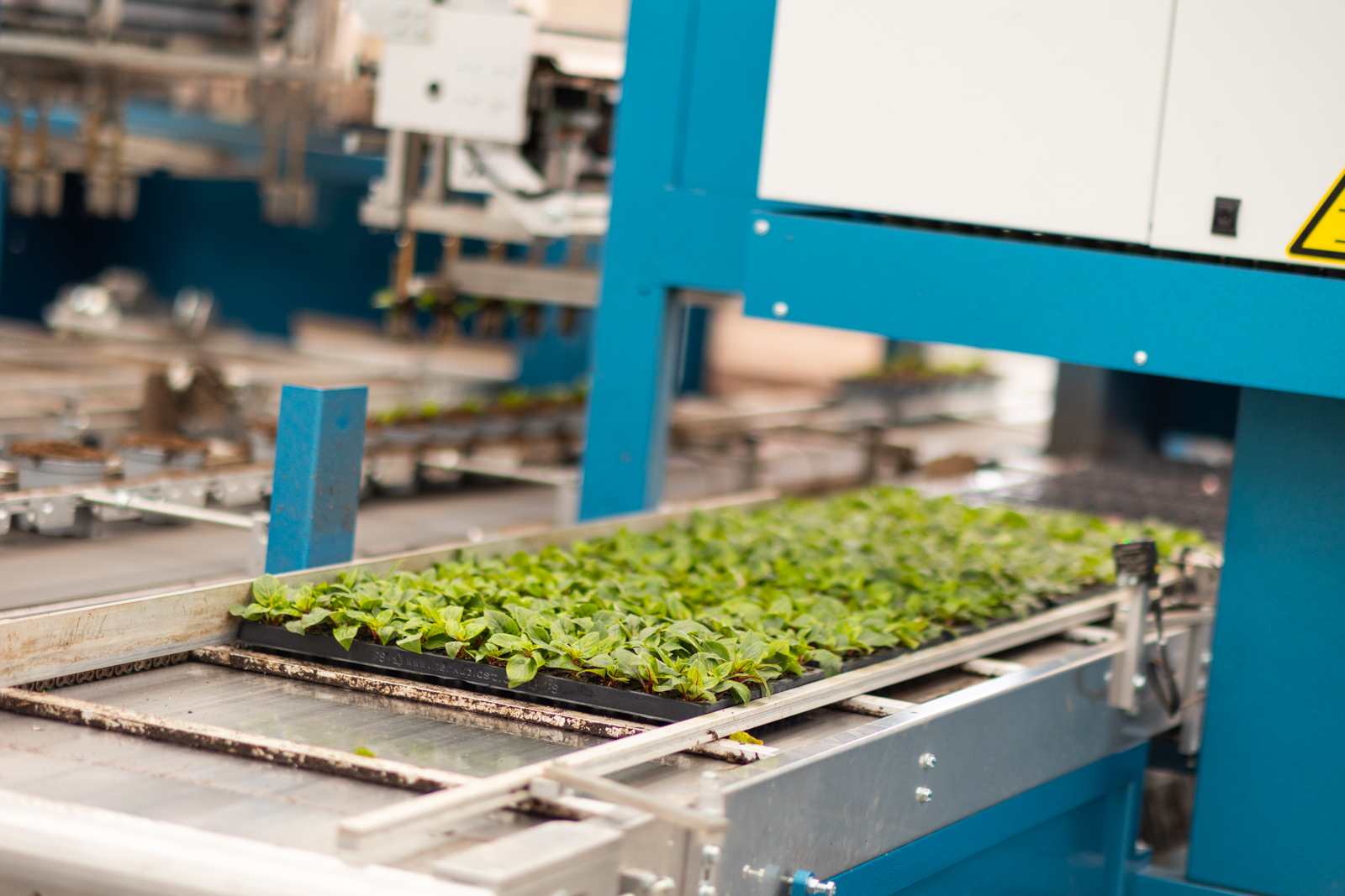 trays met planten op de transportband van de MidiQuatro-plantmachine. 