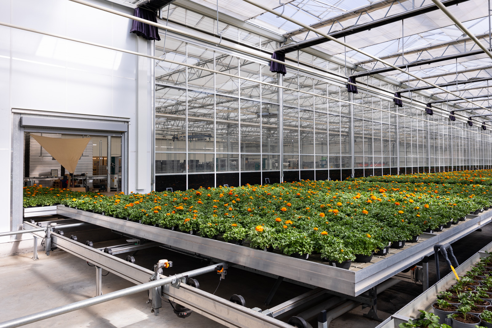 Rijen Sierteelt bij Hartmann Gartenbau, een klant van TTA-ISO.