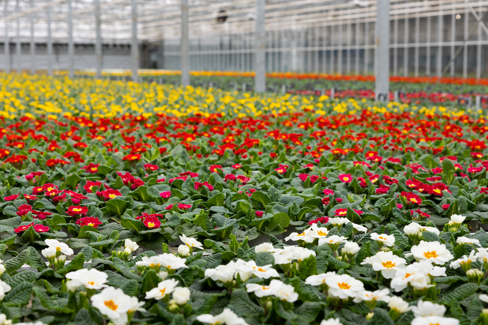 Rijen Sierteelt bij Hartmann Gartenbau.