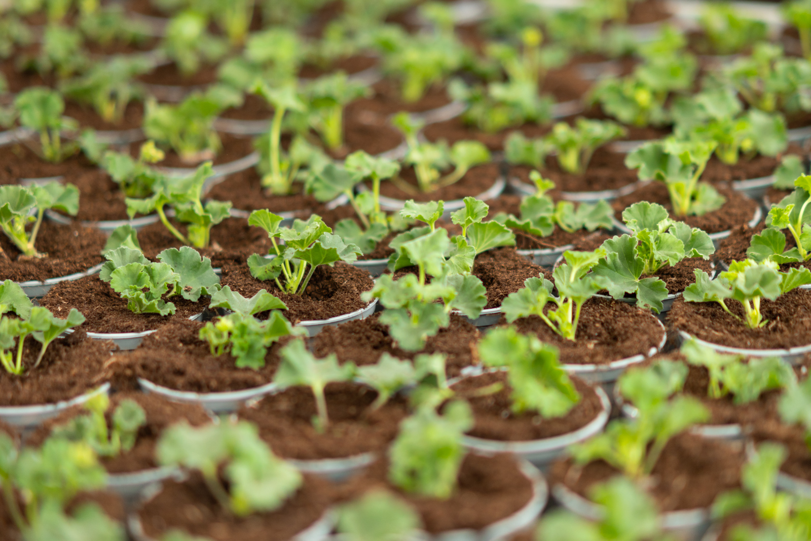 close-up van jonge plantjes in potten.