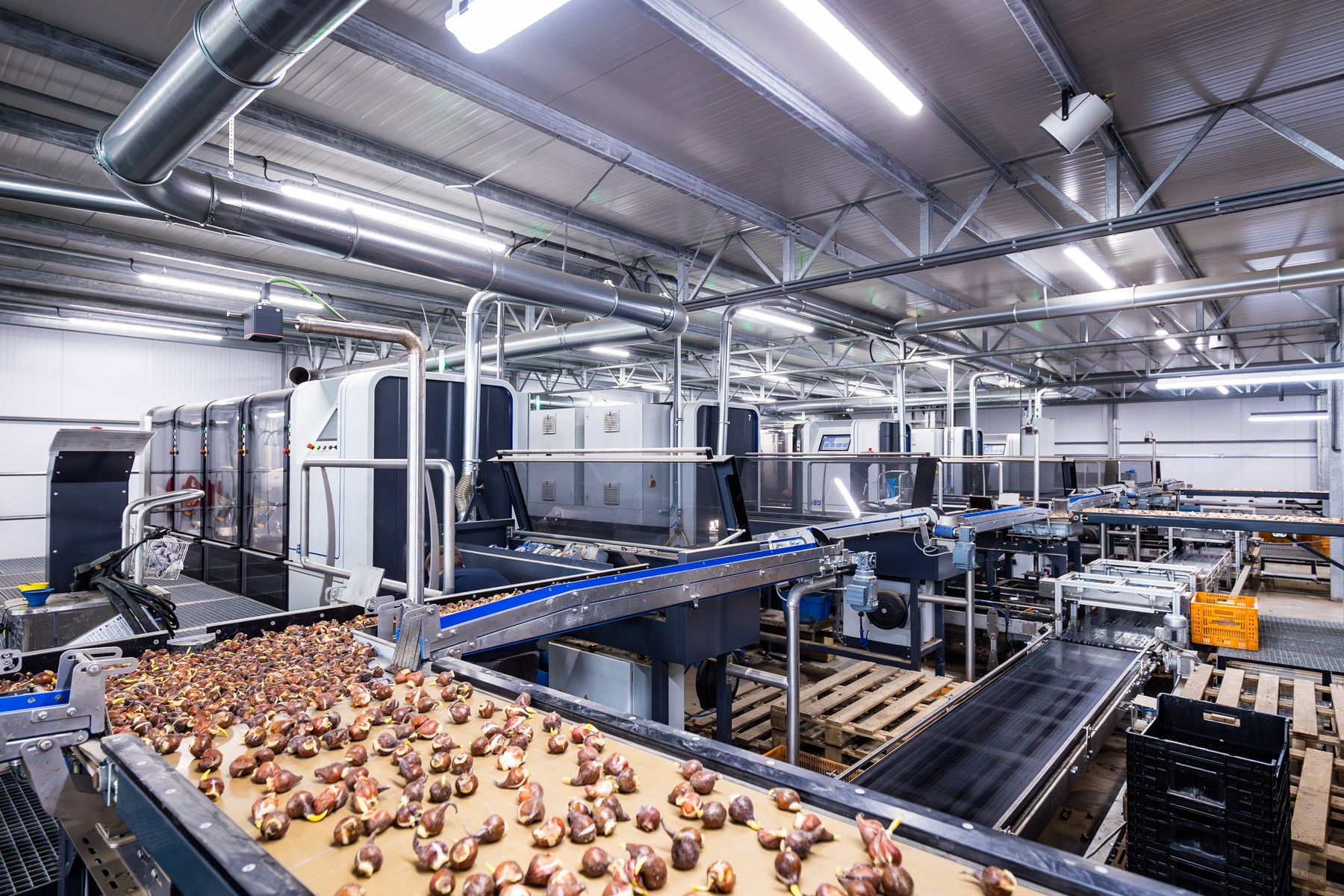 Tulpen bollen en op de transportband van de BulbPlanter tijdens het verpakkingsproces.