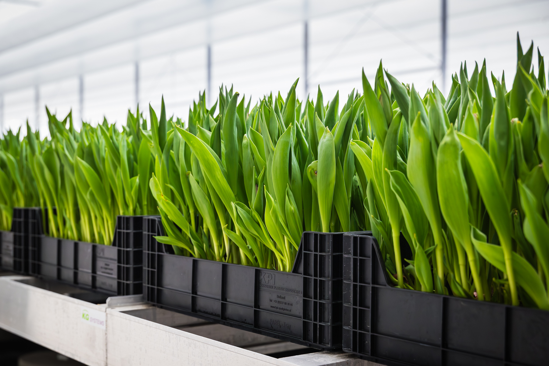 Tulpen in kratten bij de klant van TTA-ISO, Zwettulips.