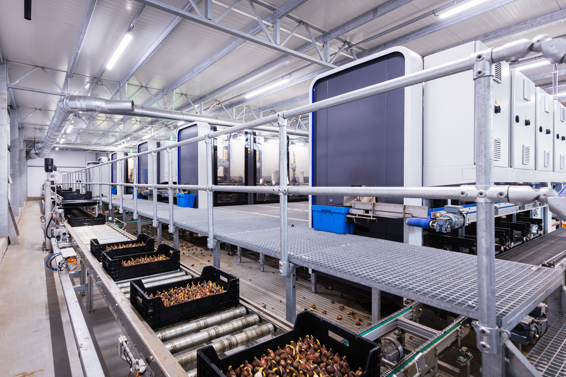Negen BulbPlanters op een rij: de machine van TTA-ISO voor het plaatsen van tulpenbollen en in kratten.