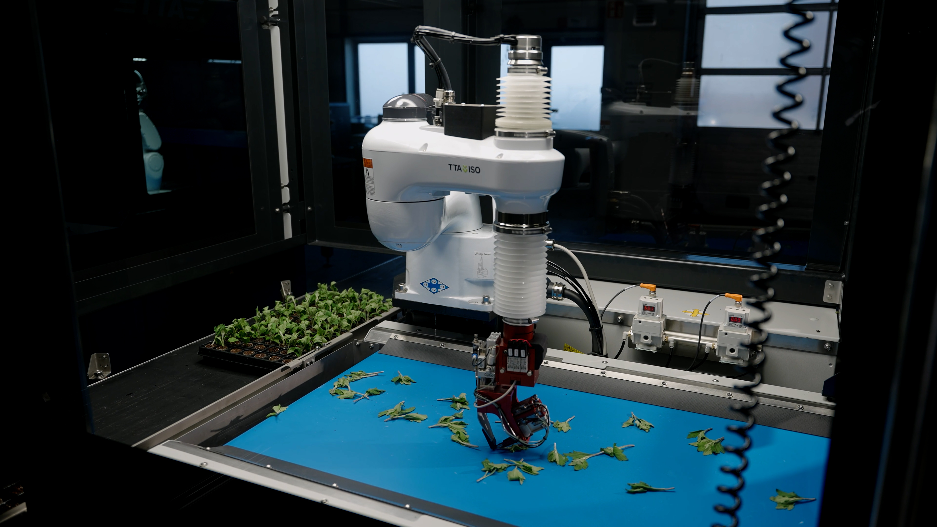 Een robotgrijper die een stekje van de transportband selecteert in de TTA-ISO CuttingPlanter 2.0.