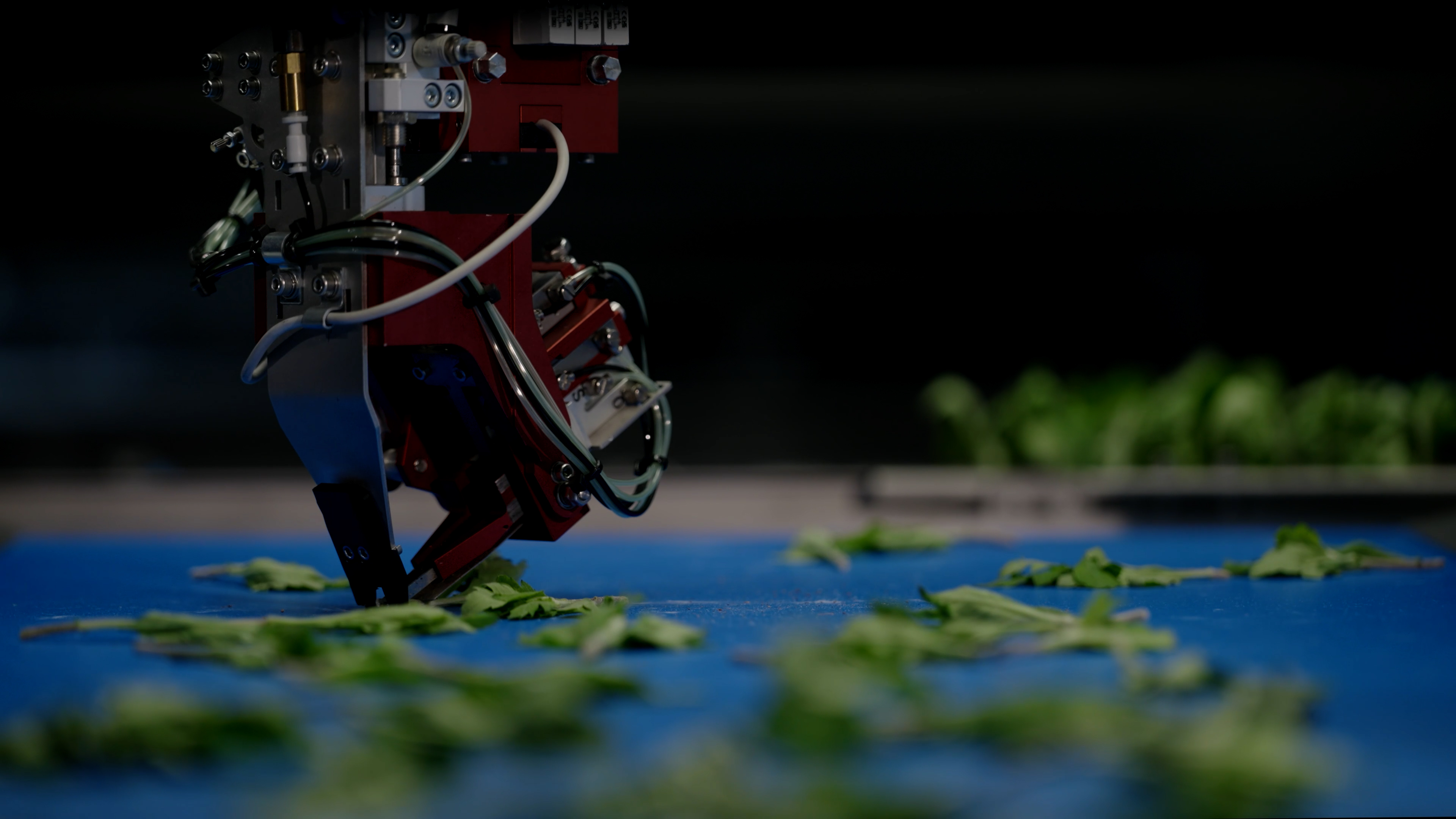 De TTA-ISO CuttingPlanter 2.0 pakt een stekje van de transportband op.