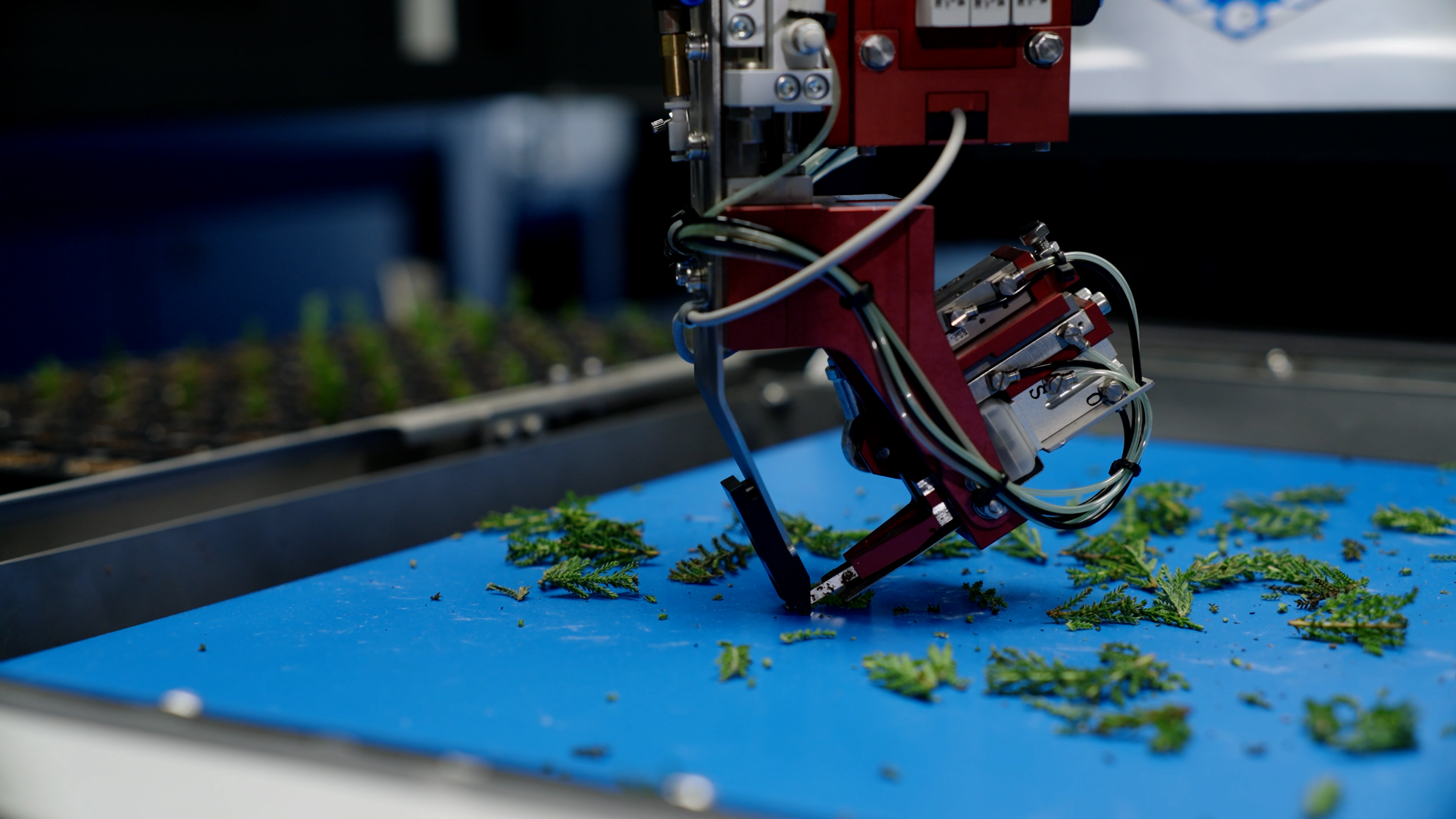 Een stek wordt door de grijper van de TTA-ISO CuttingPlanter 2.0 opgetild.