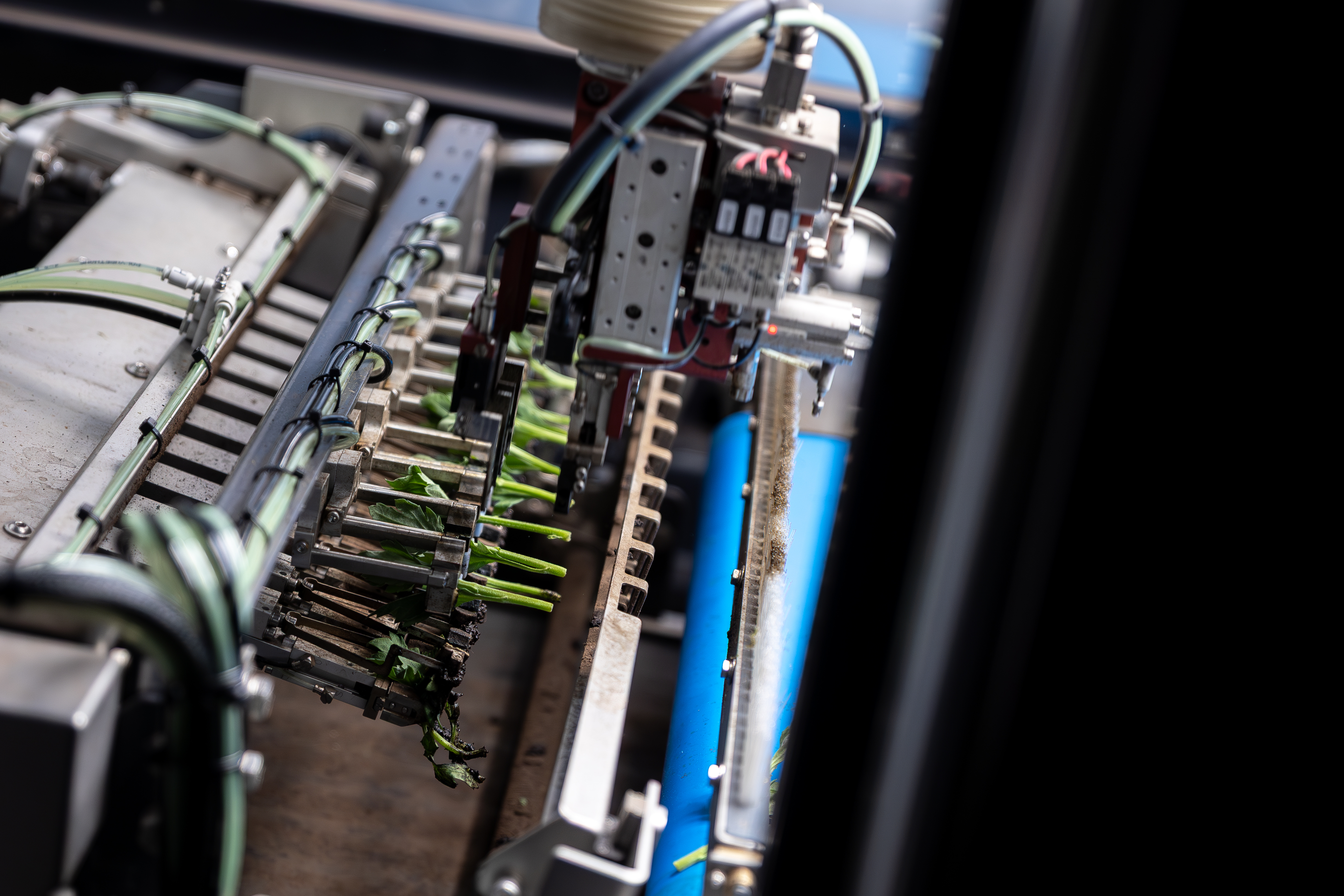 De robotarm van de TTA-ISO CuttingPlanter Chrysanthemum plaatst een chrysantstekje in de stekbrug.