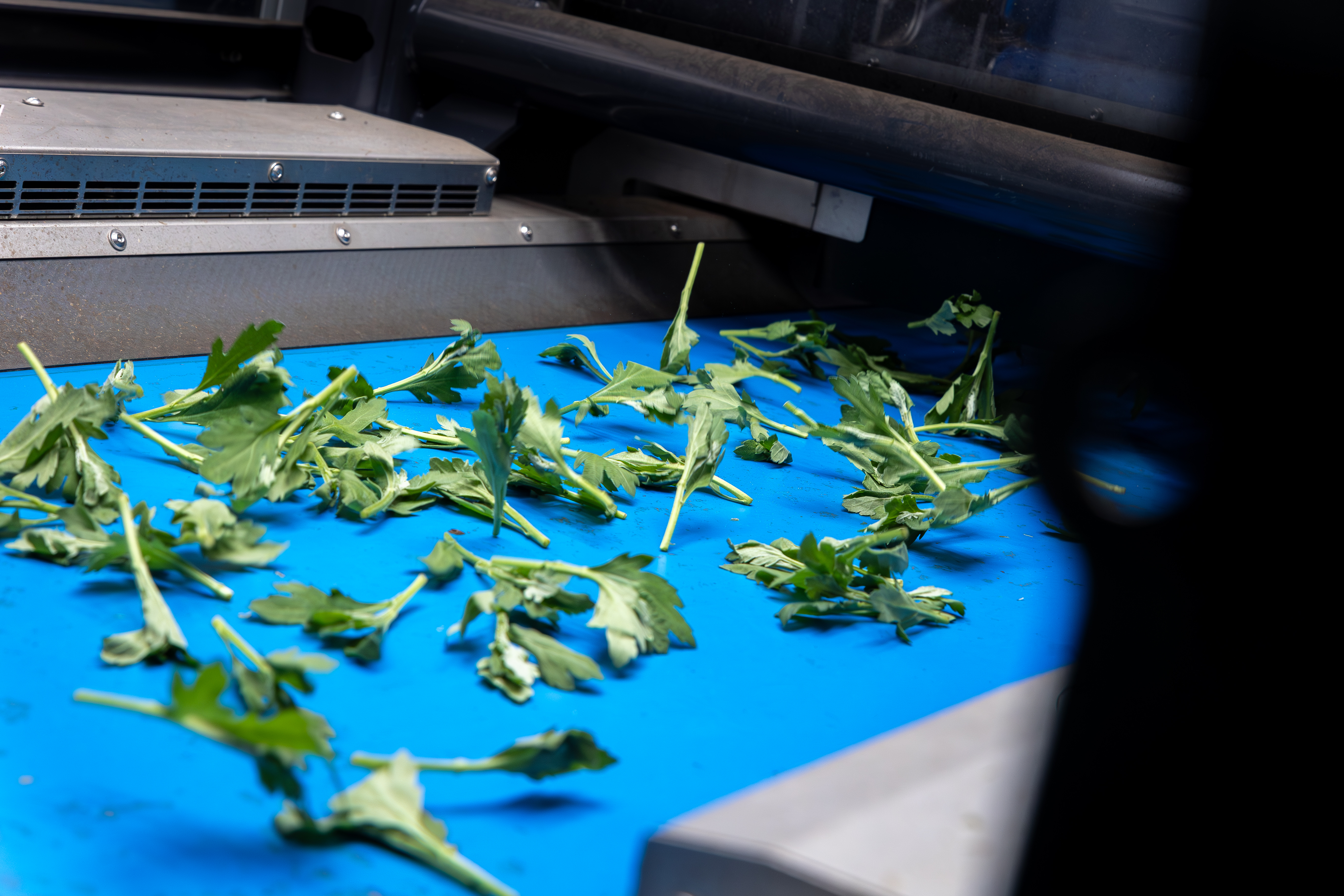 Transportband die chrysantstekjes uit elkaar schudt om ze klaar te maken voor geautomatiseerd plukken door de TTA-ISO CuttingPlanter Chrysanthemum.