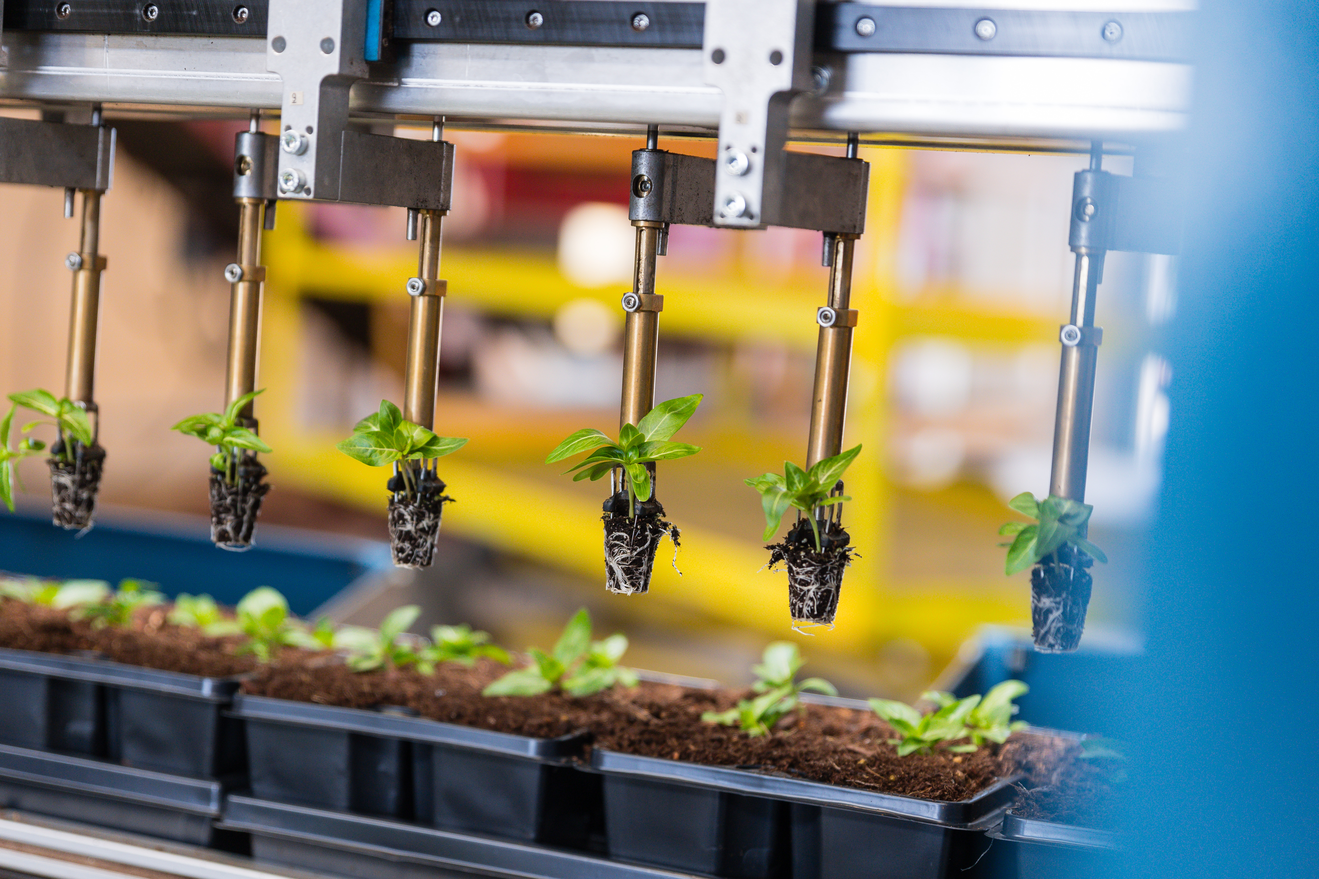 Robotgrijpers die stekken van planten positioneerd voor  plaatsing in trays de TTA-ISO PackPlanter-S.
