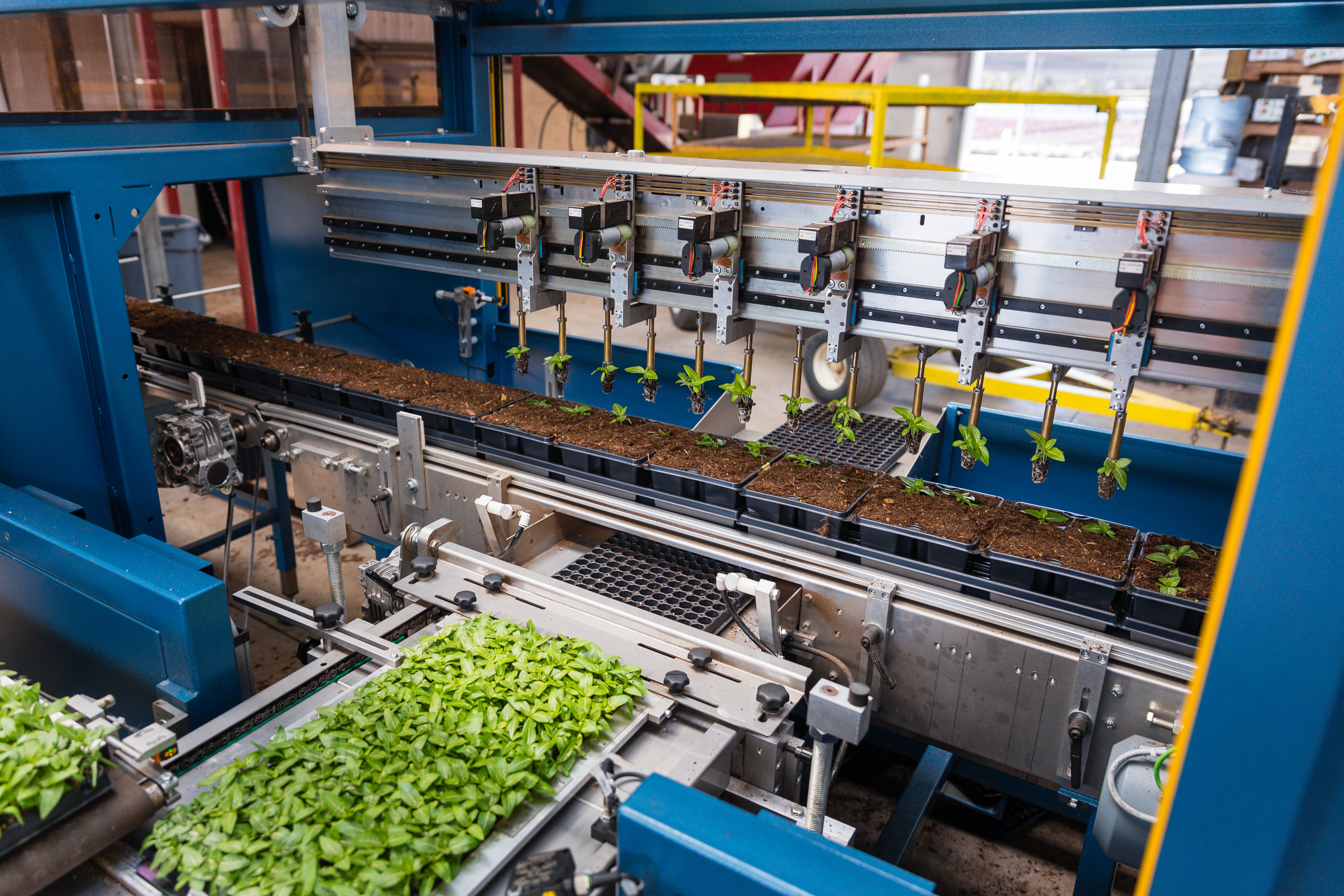 Stekken worden vóór het verplanten voorzichtig vastgehouden door de robotgrijpers van de TTA-ISO PackPlanter-S.