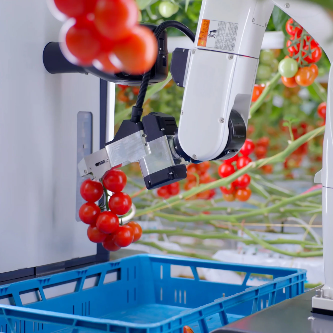 De tomatenoogstrobot HarvAI van TTA-ISO pakt tomatensteeltjes op.